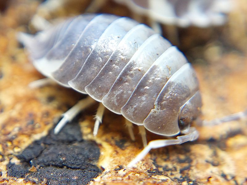 P. laevis &quot;Milkback&quot;