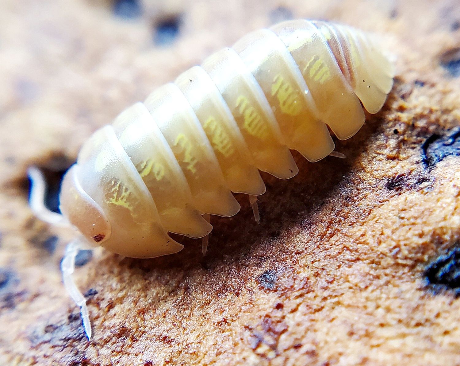 A. vulgare &quot;Albino&quot;