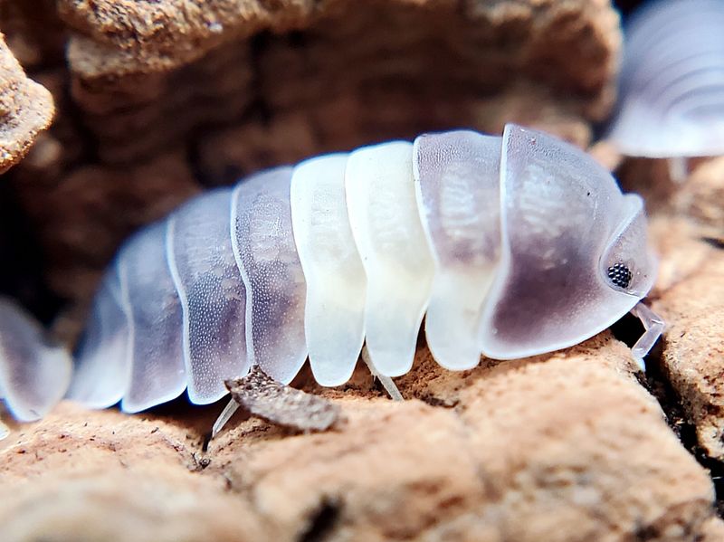 C. sp. &quot;Panda King&quot;