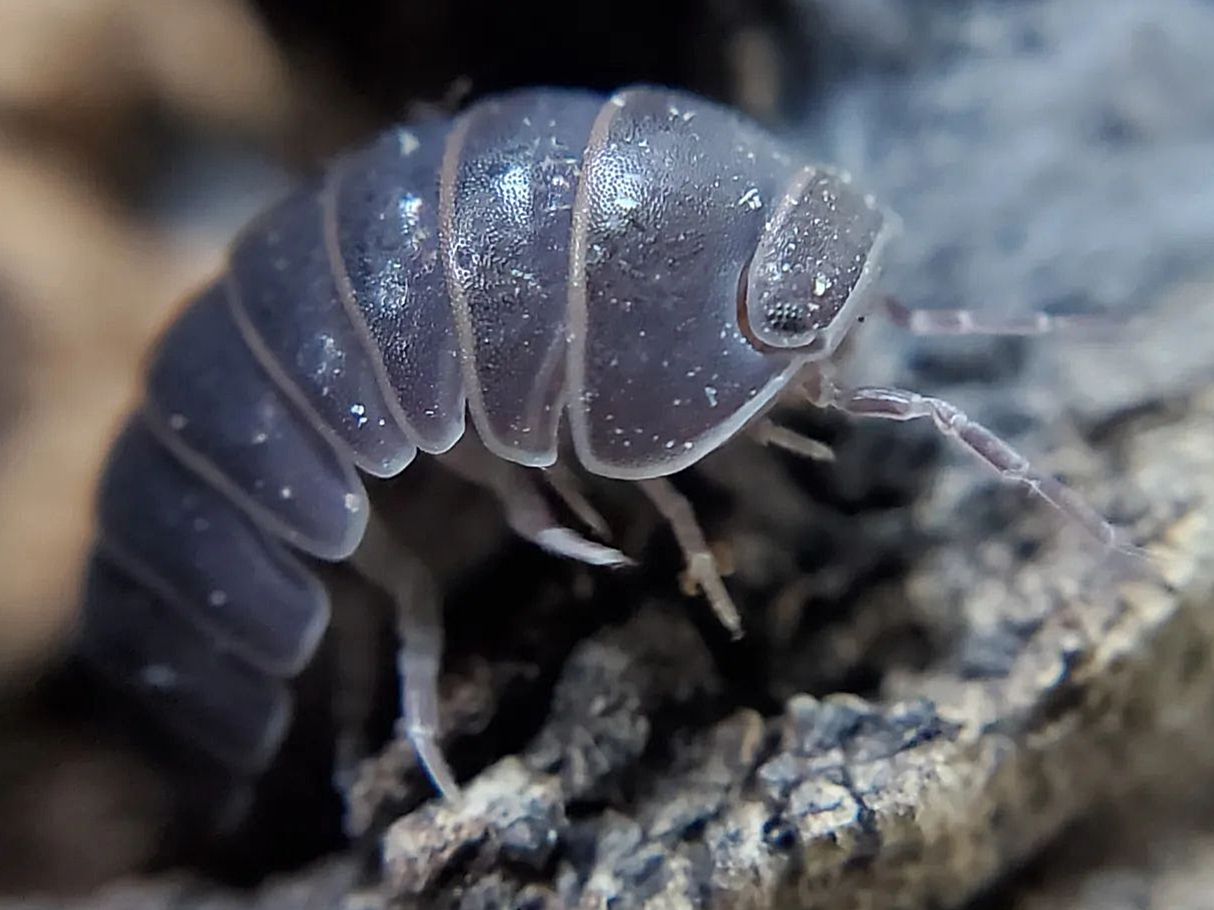 A. officinalis "Greece"