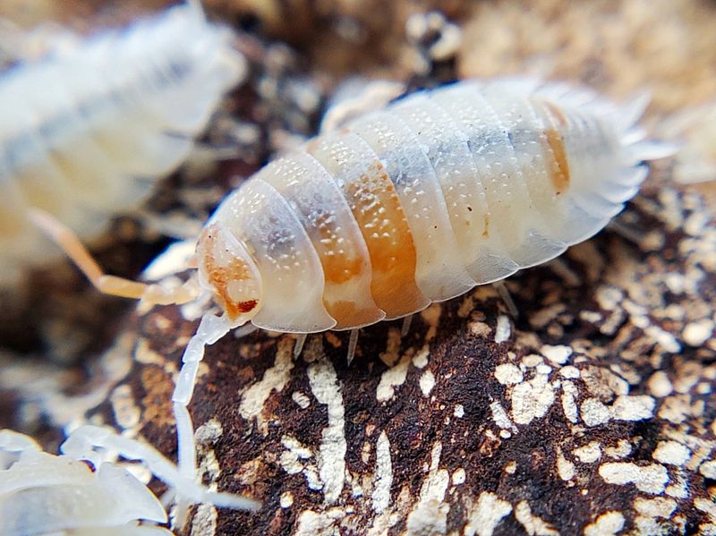P. scaber &quot;Orange Dalmatian&quot;