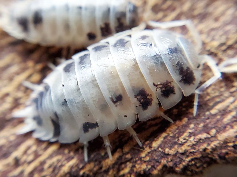 P. laevis &quot;Dairy Cow&quot;