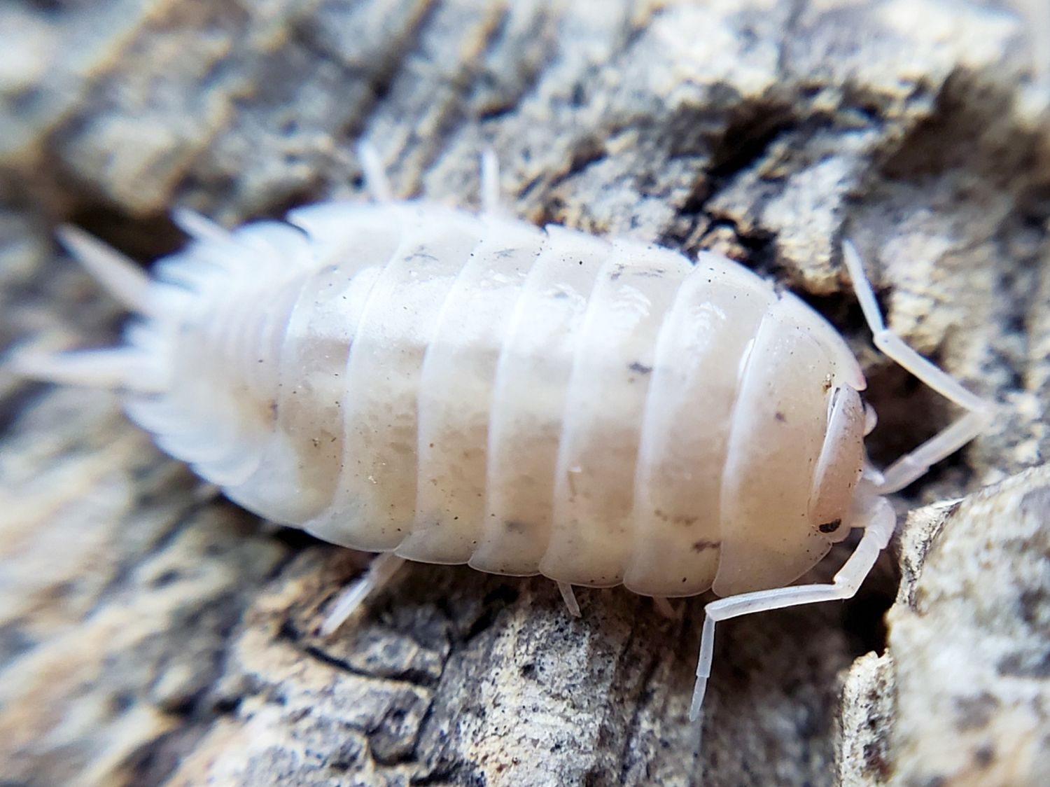 P. laevis &quot;White&quot;