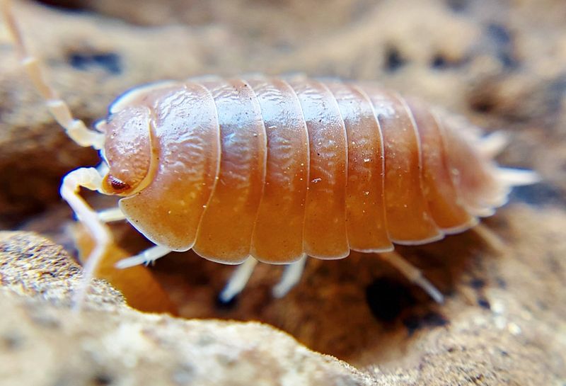 P. laevis &quot;Orange&quot;