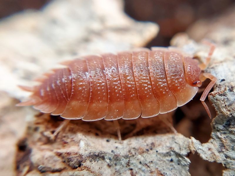 P. scaber &quot;Orange&quot;
