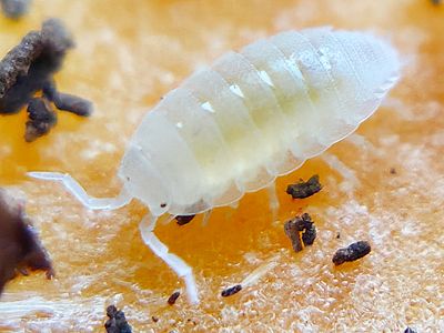 Dwarf Isopods &amp; Springtails