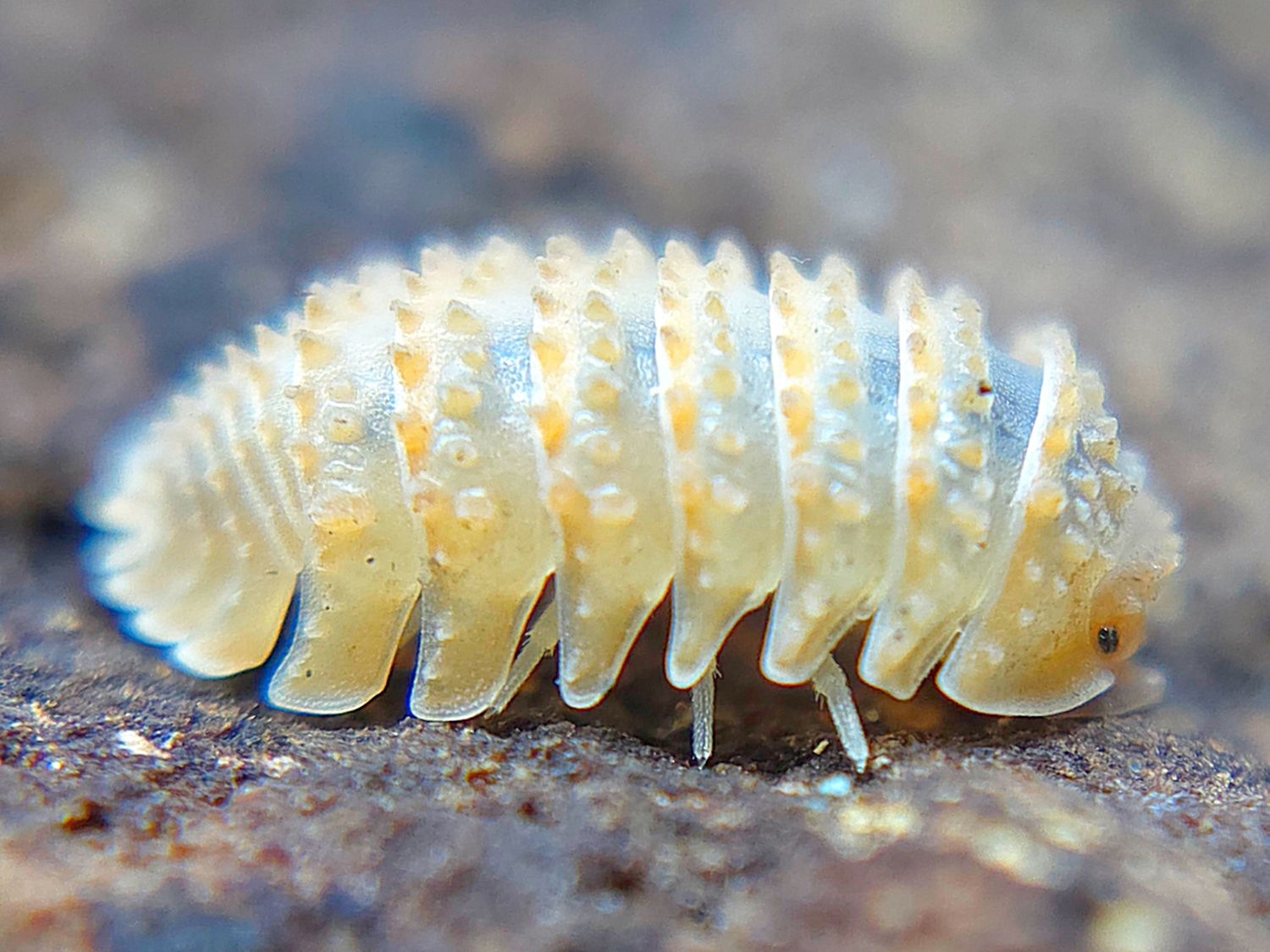 C. muricatum "Crystal Pineapple"