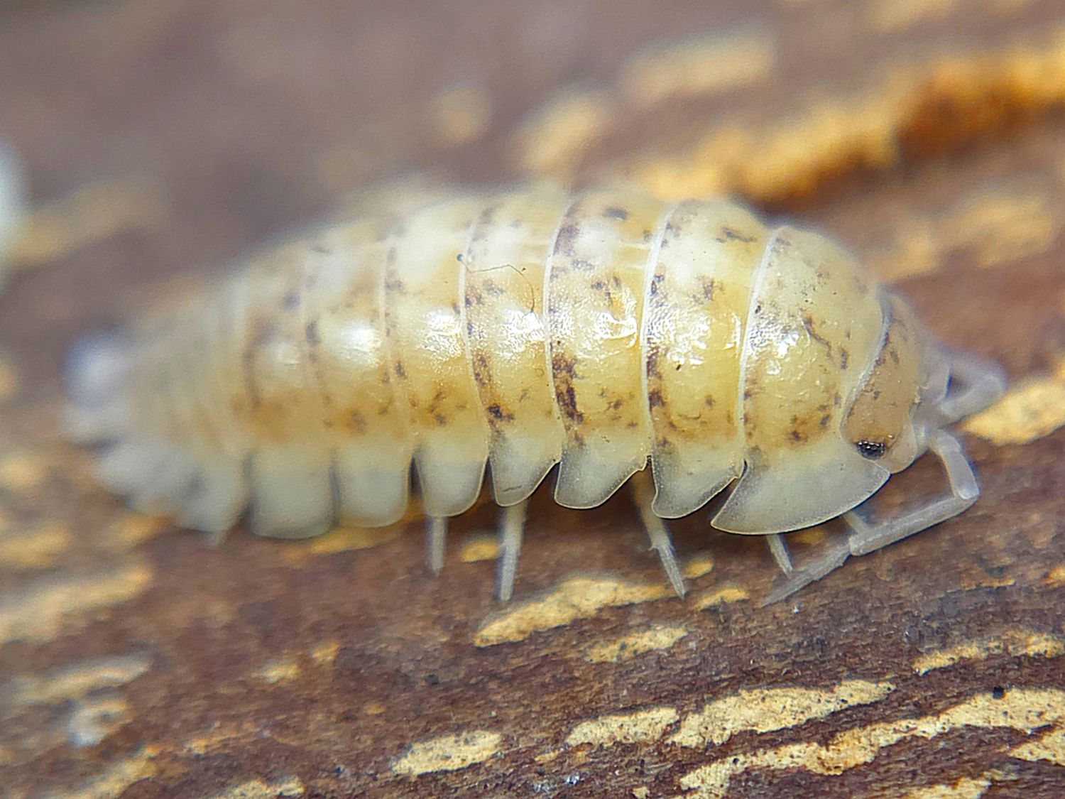 A. nasatum &quot;Gold Flake&quot;