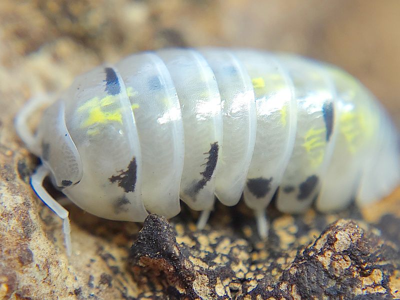 A. vulgare &quot;Magic Potion&quot;