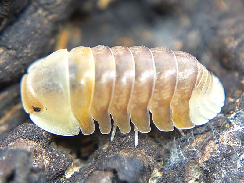 C. sp. &quot;Blonde Ducky&quot;