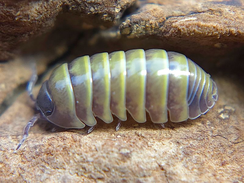 A. badium &quot;Castledaccia&quot;