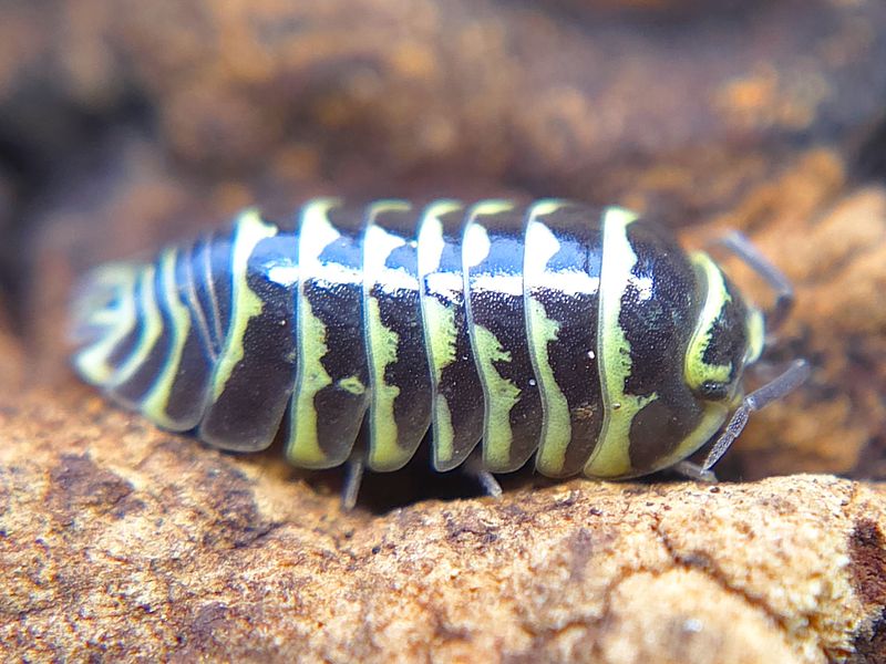 A. maculatum &quot;Zebra - Yellow&quot;