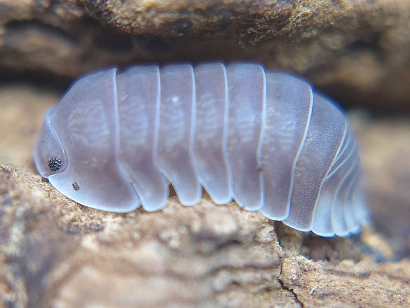 C. sp. &quot;Panda King - Penguin&quot;