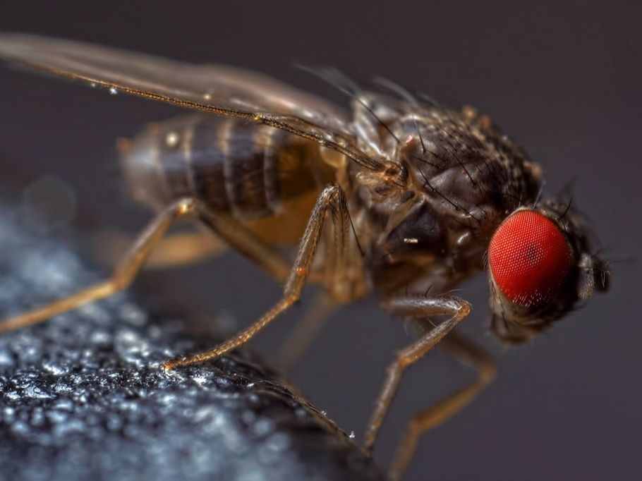 Drosophila hydei