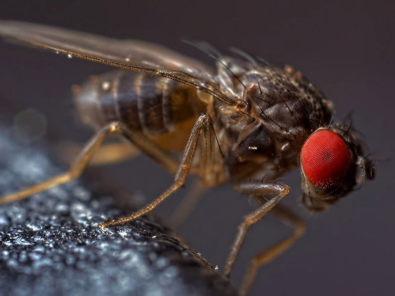 Drosophila hydei