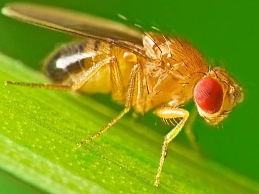 Drosophila melanogaster