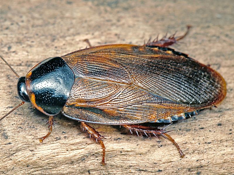 Pycnoscelus surinamensis