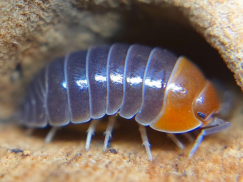 A. flavoscutatum &quot;Red Head&quot;