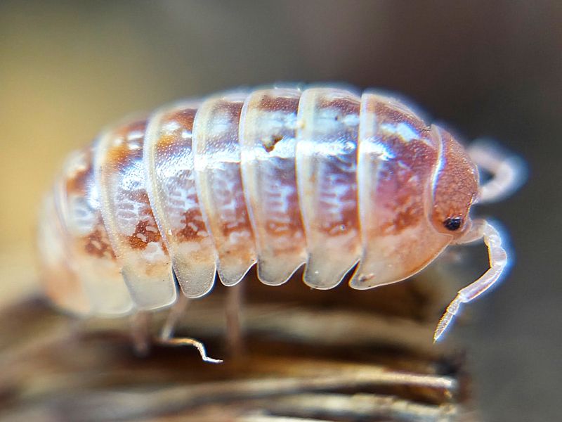 A. vulgare &quot;Punta Cana&quot;