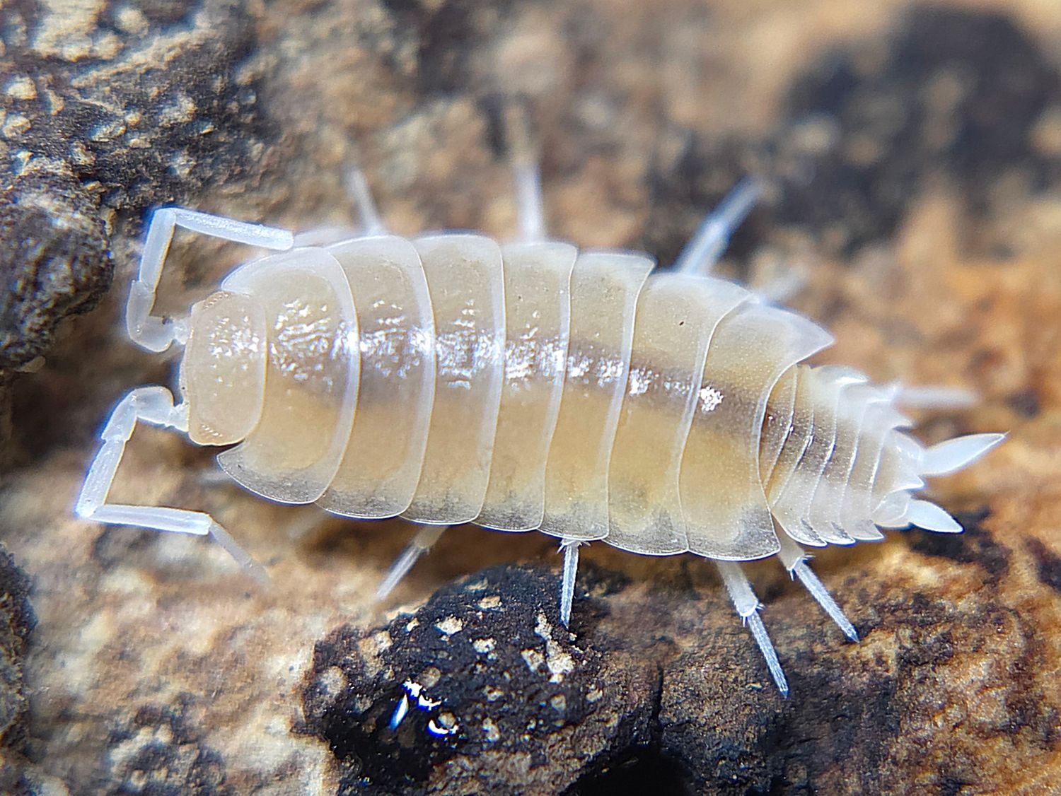 P. pruinosus &quot;White Out&quot;