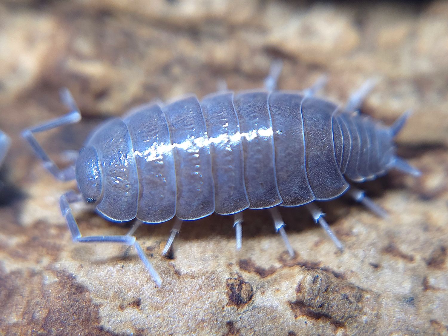 P. pruinosus "Powder Blue"
