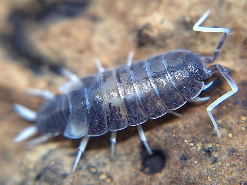 P. pruinosus &quot;Oreo Crumble&quot;