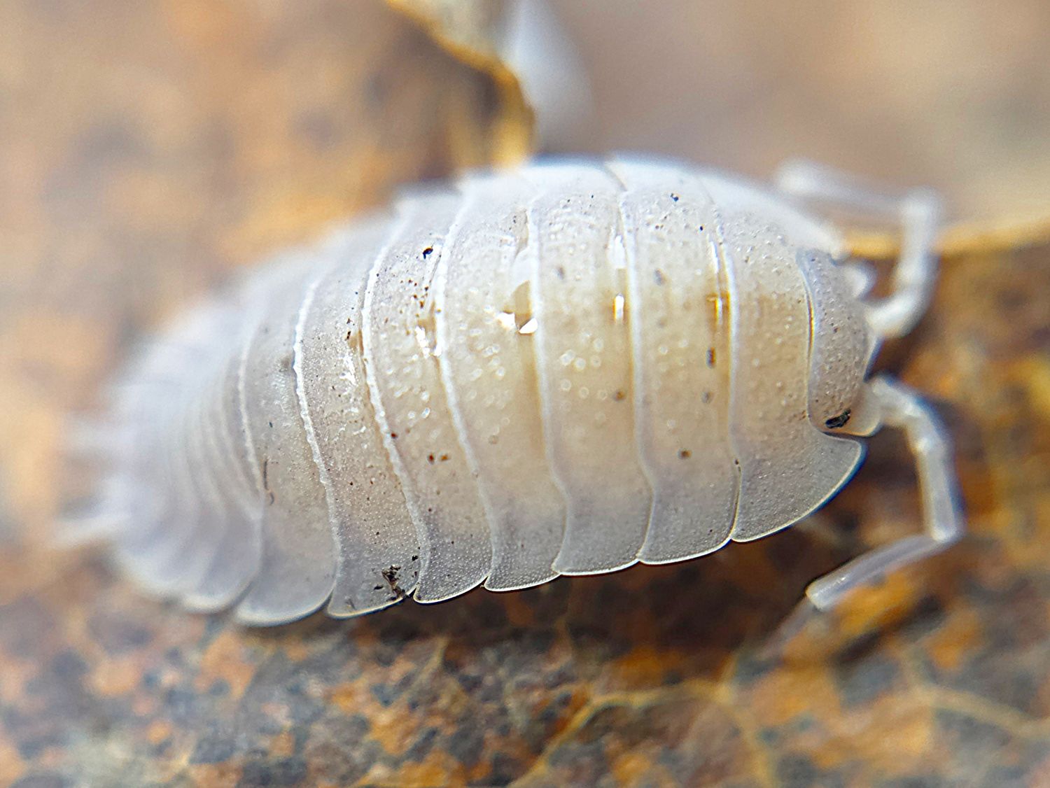 P. baeticensis &quot;Violet&quot;