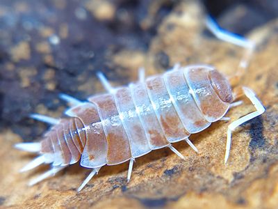 Porcellionides