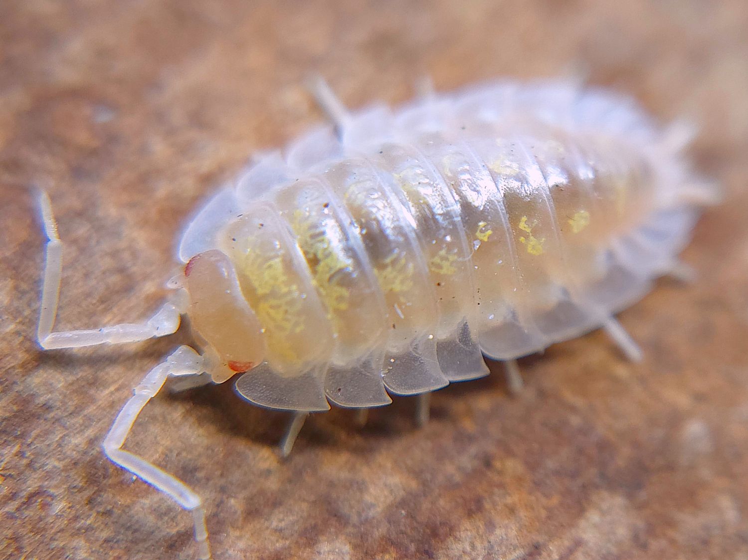 O. asellus &quot;Pink&quot;