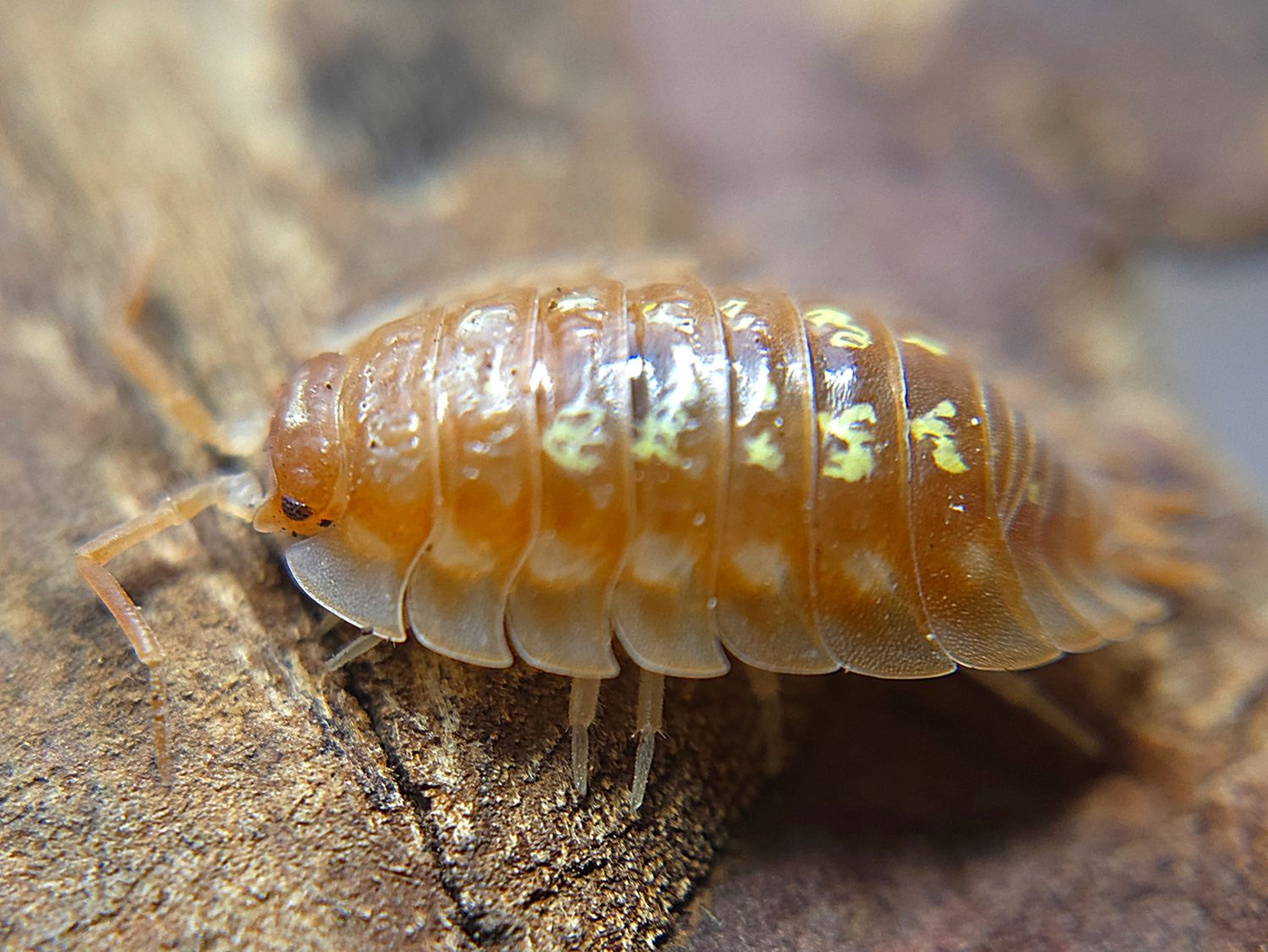 O. asellus &quot;Maple&quot;