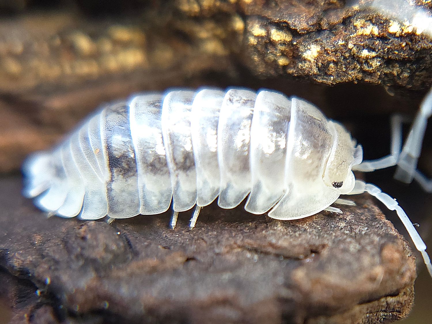 A. nasatum &quot;Quartz&quot;