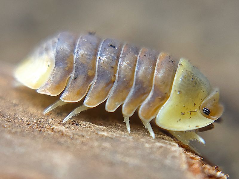 C. sp. &quot;Pink Ducky&quot;