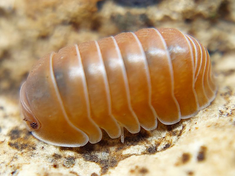 C. sp. &quot;Panda King - Citrus&quot;