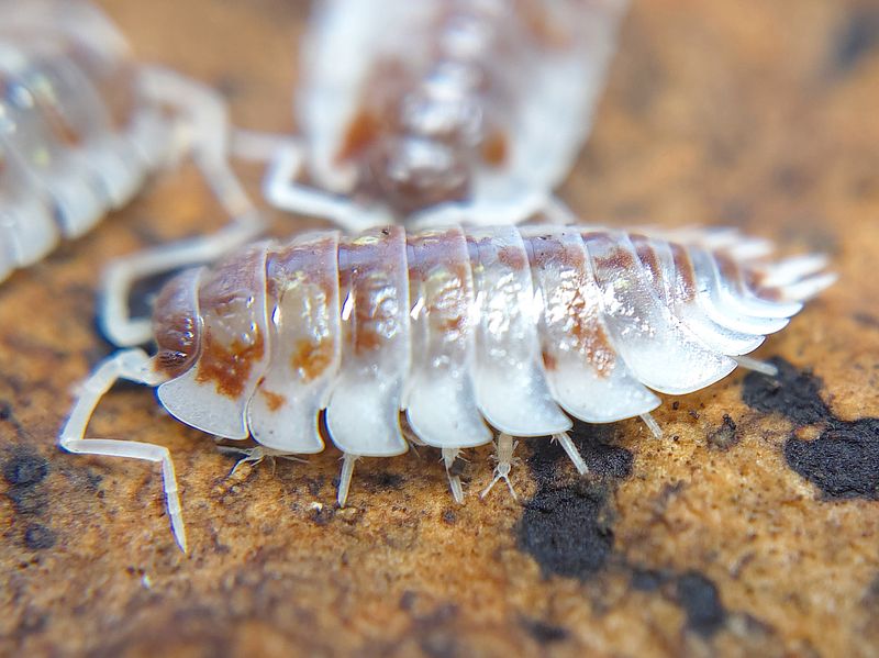 O. asellus &quot;Orange Mardi Gras&quot;