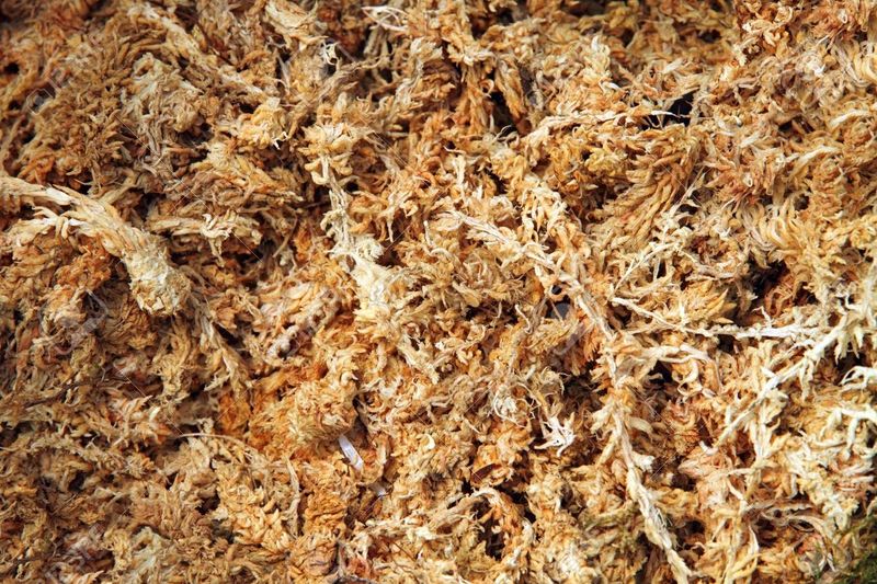Sphagnum Moss