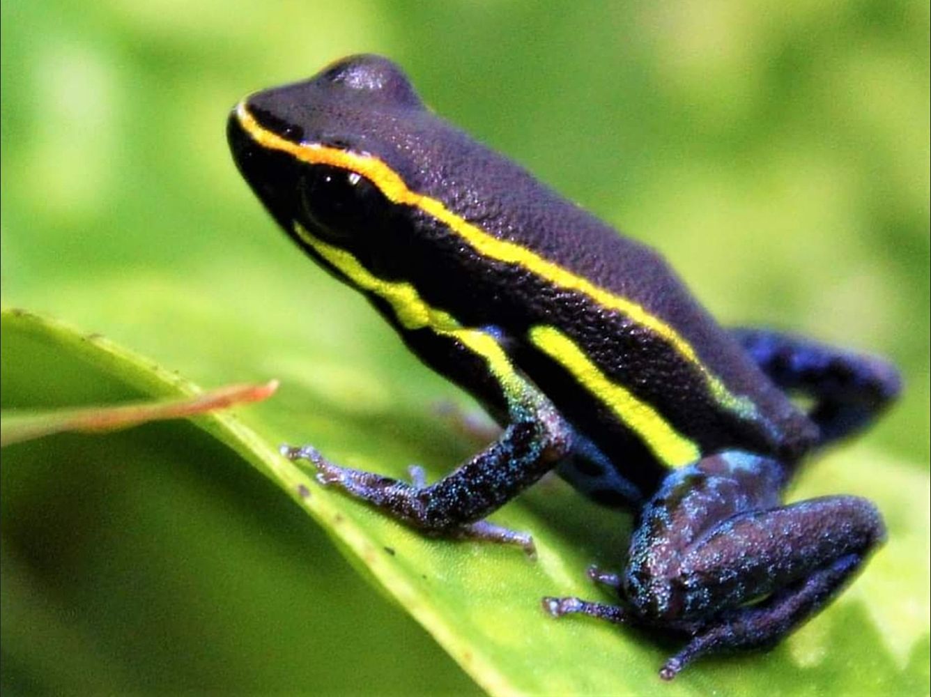 Hyloxalis azureaventris