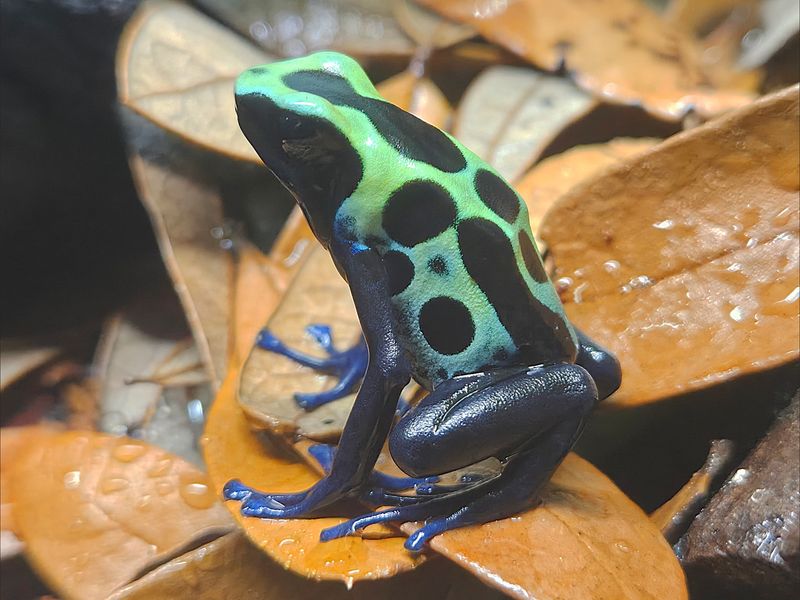 Dendrobates tinctorius "Green Sipaliwini" Dendrobates tinctorius "Green Sipaliwini"