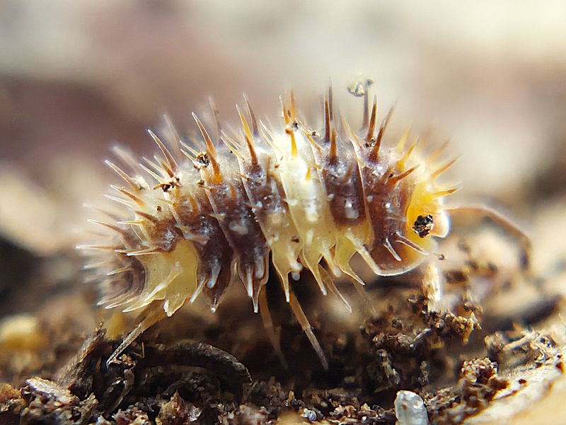 L. Sp. “White Stripe&quot;