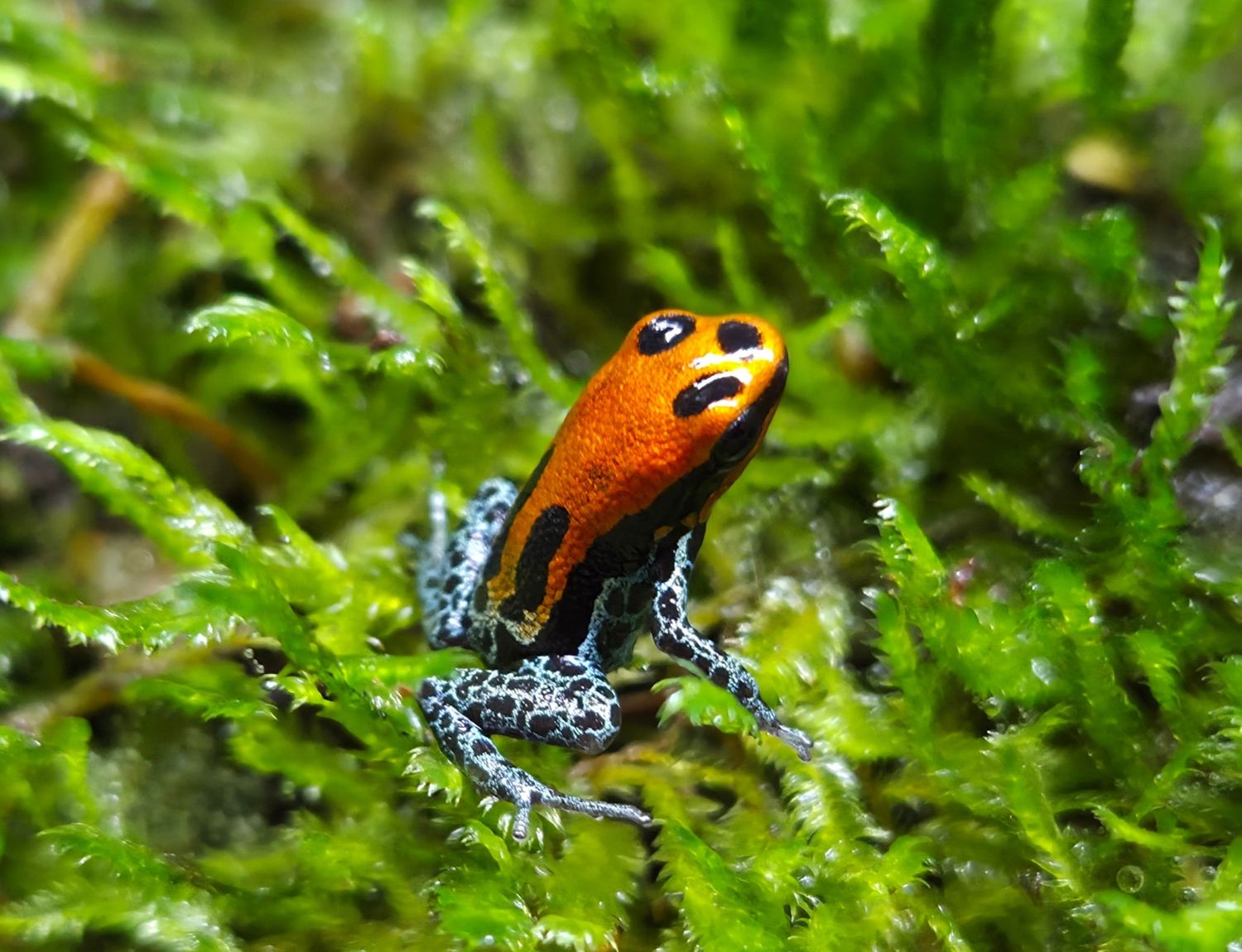 Ranitomeya reticulata &quot;Red Face&quot;