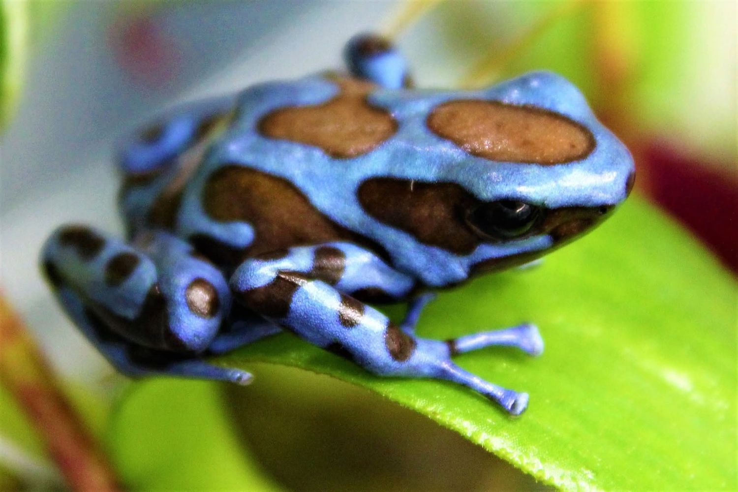 Dendrobates auratus &quot;Blue/Bronze&quot;