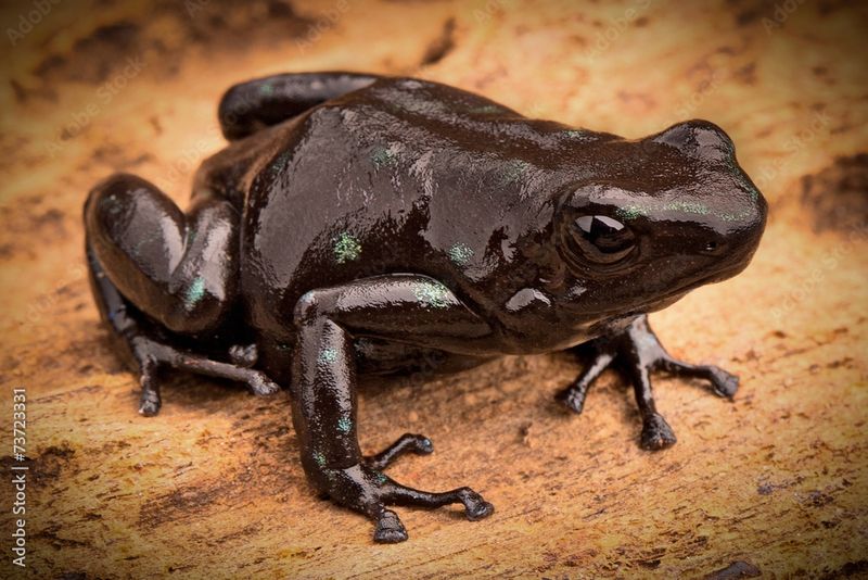 Dendrobates auratus &quot;Black&quot;