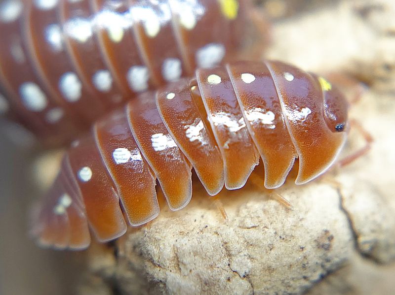 A. klugii &quot;Montenegro - Orange&quot;