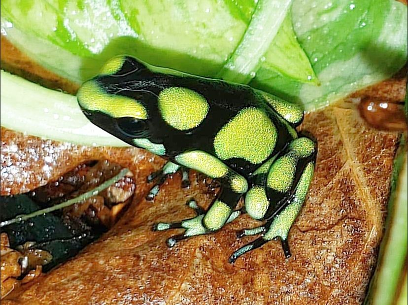 Dendrobates auratus &quot;Colombian Yellow&quot;