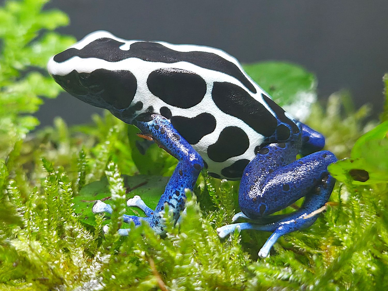 Dendrobates tinctorius &quot;Oyapok&quot; 