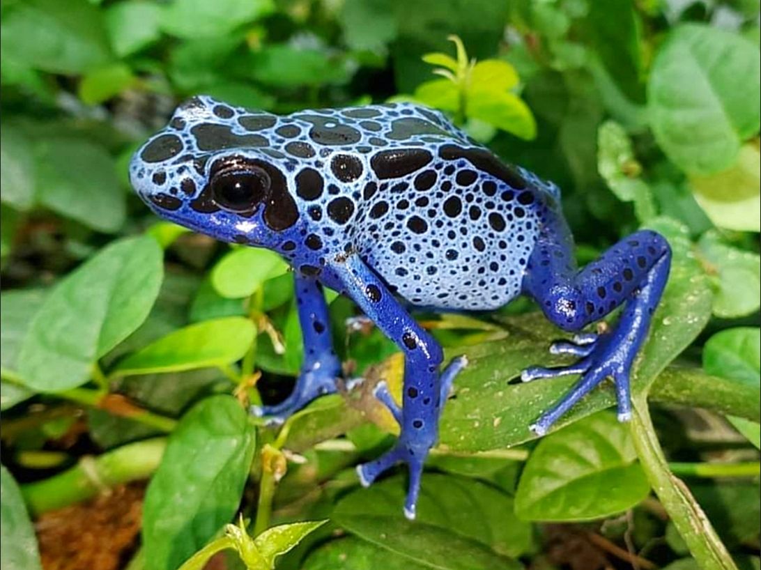 Dendrobates tinctorius &quot;Azureus&quot;