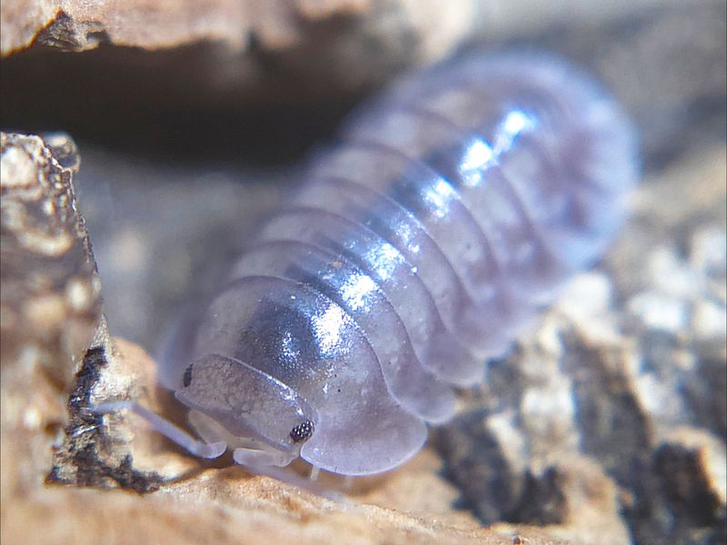 N. archangelii &quot;Purple Ghost&quot;