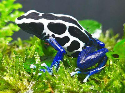 Animals