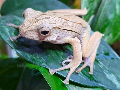 Frog Projects