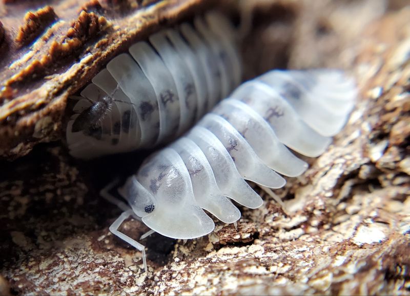 N. archangeli &quot;Shiro Utsuri&quot;