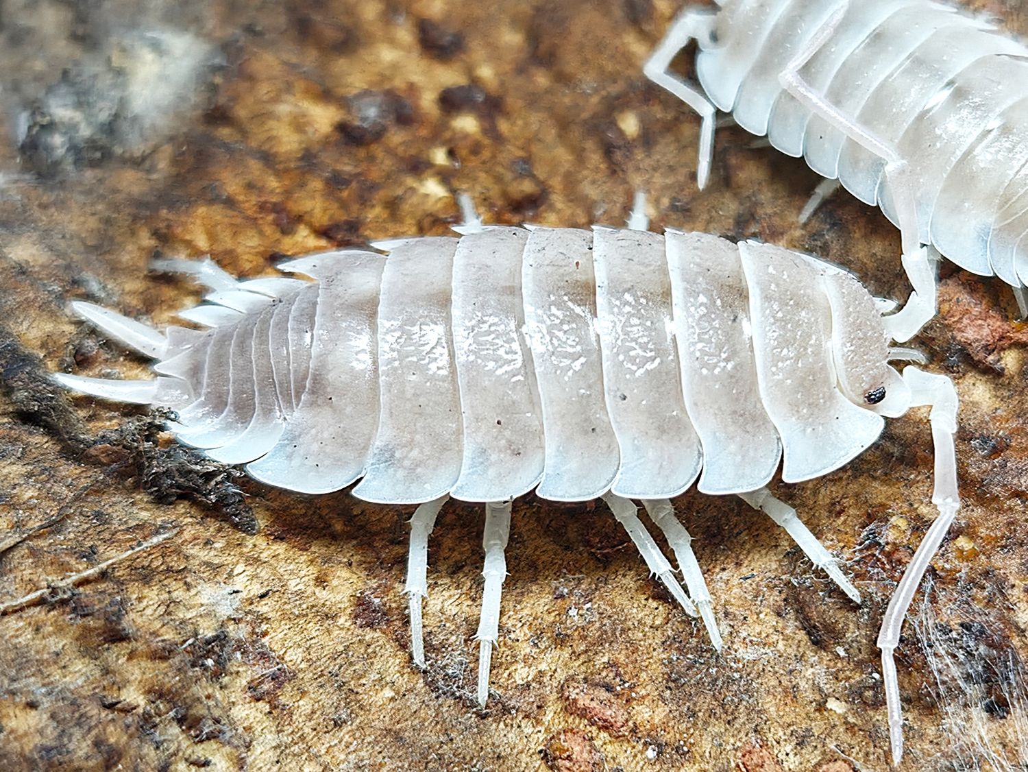 P. hoffmannseggi &quot;Yeti&quot;